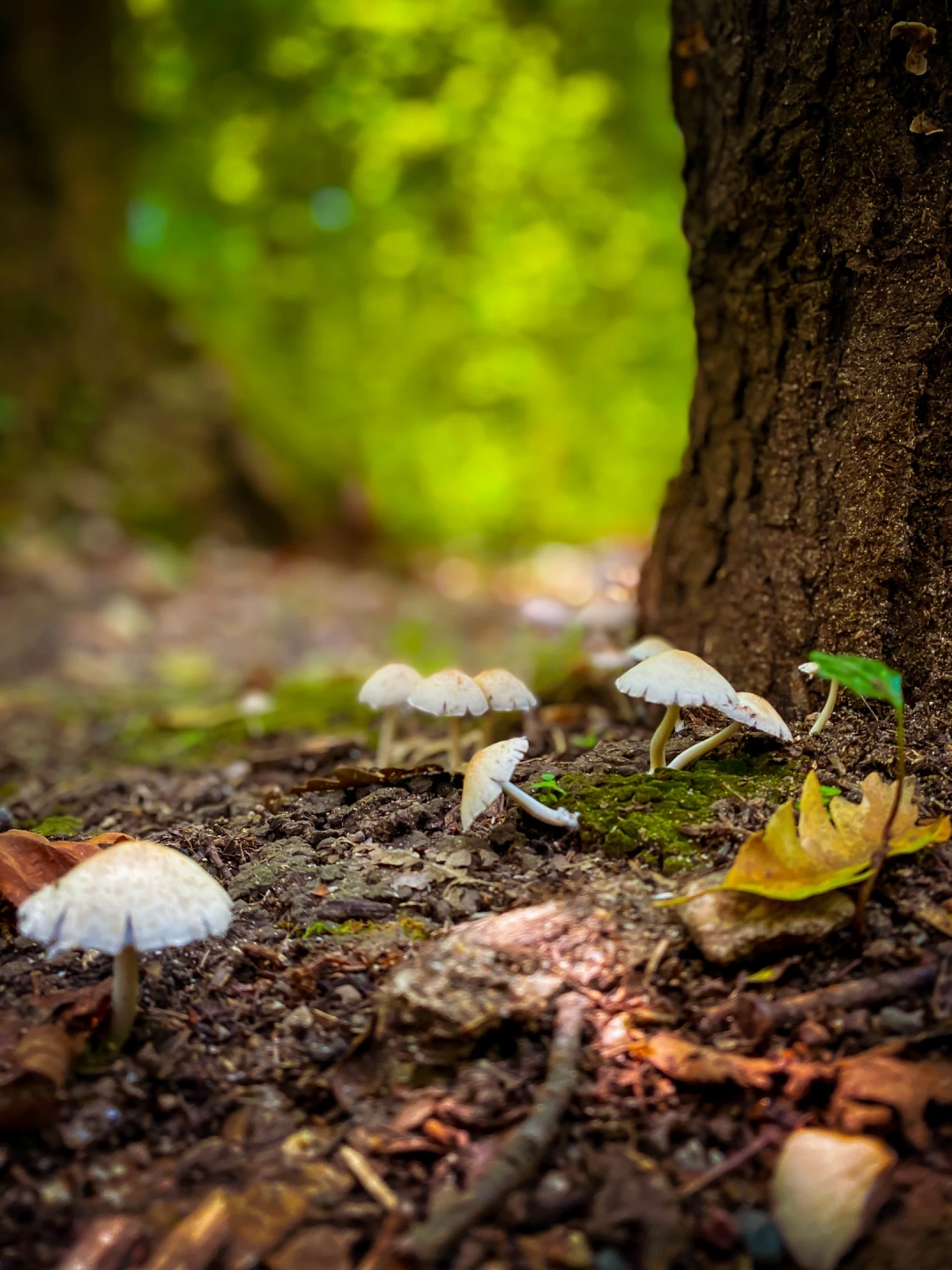 ormanya-at-ormanya-sevdamizkocaeli / 2148