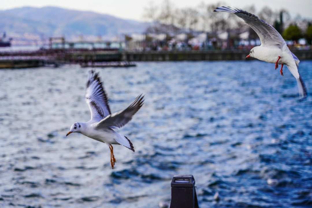 izmit-kocaeli-heykel-izmitcarsi-orduevi-sekapark-kolordu / 2892