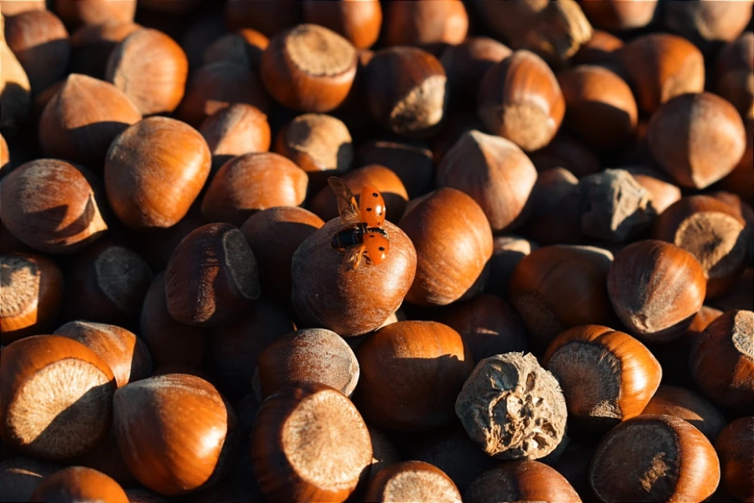 kocaeli-findik-ugurbocegi / 16304